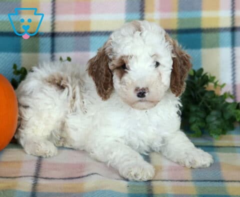 Tyler, a white and light brown Mini Poodle puppy with fluffy curls and floppy ears lying with his front paws extended beside an orange pumpkin on a colorful plaid blanket in Drumore, PA.
