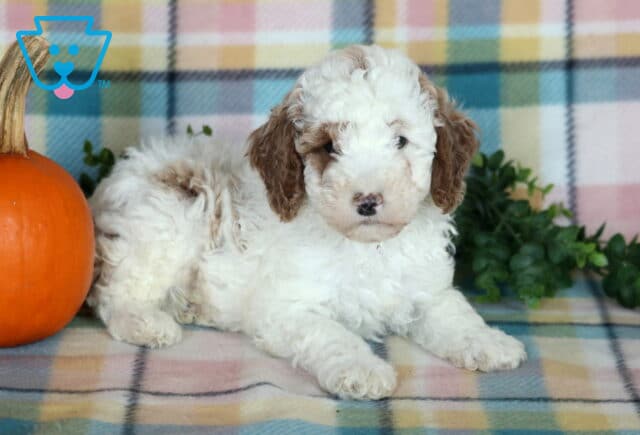 Tyler, a white and light brown Mini Poodle puppy with fluffy curls and floppy ears lying with his front paws extended beside an orange pumpkin on a colorful plaid blanket in Drumore, PA. image