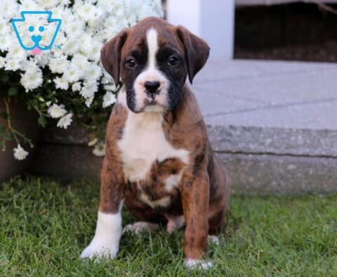 Tyson Boxer
