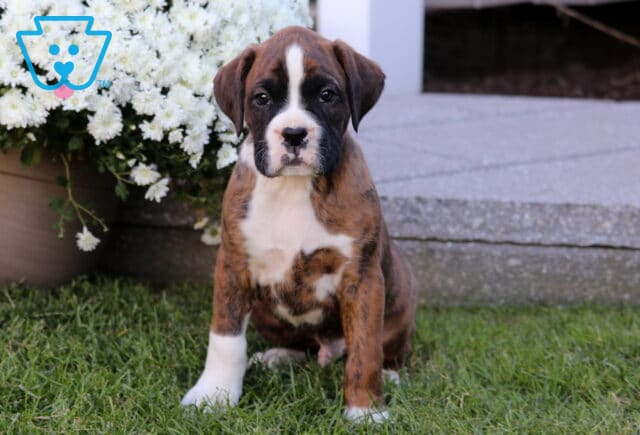 Tyson Boxer image