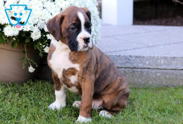 Tyson Boxer2 image