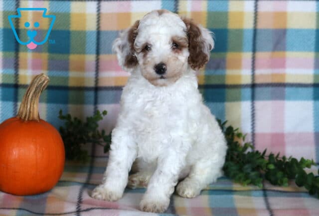 Tyson, a fluffy white Mini Poodle puppy with brown markings around his eyes and ears sitting with his head slightly tilted beside an orange pumpkin in Drumore, PA. image