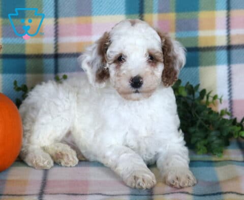 Tyson, a white Mini Poodle puppy with soft curls and brown floppy ears lying with his front paws stretched out beside an orange pumpkin on a pastel plaid blanket in Drumore, PA.