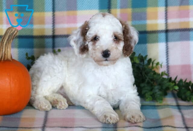 Tyson, a white Mini Poodle puppy with soft curls and brown floppy ears lying with his front paws stretched out beside an orange pumpkin on a pastel plaid blanket in Drumore, PA. image