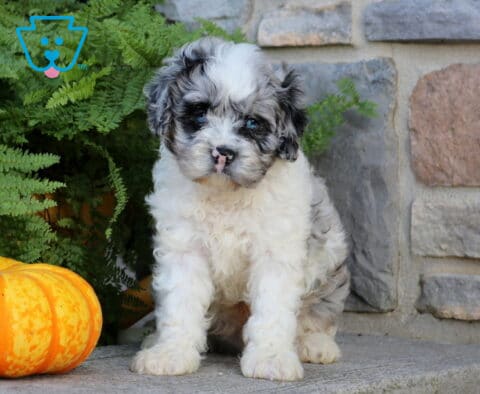 Wally Cavapoo