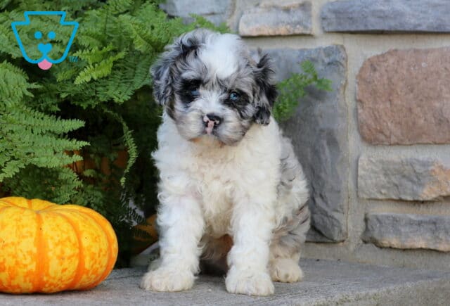 Wally Cavapoo image