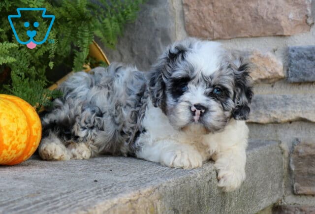 Wally Cavapoo2 image