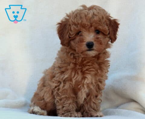 Wes Mini Poodle