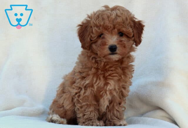 Wes Mini Poodle image