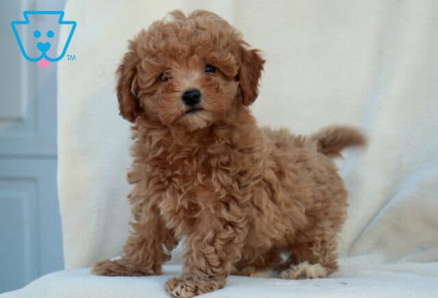 Wes Mini Poodle2 image