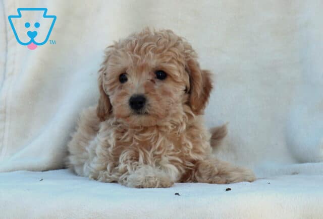 Whiskers Mini Poodle image