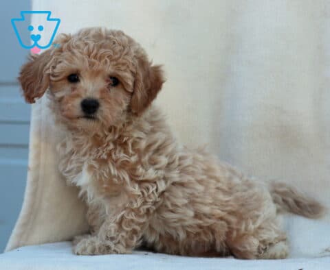 Whiskers Mini Poodle2