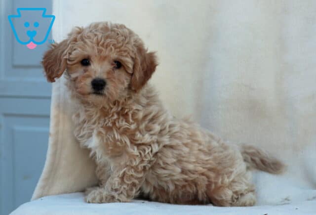 Whiskers Mini Poodle2 image