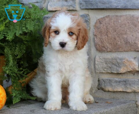 Wiggy Cavapoo