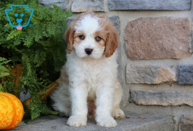 Wiggy Cavapoo image