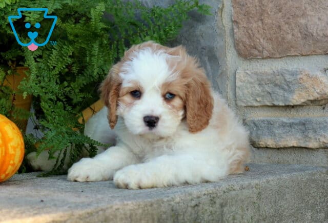 Wiggy Cavapoo2 image