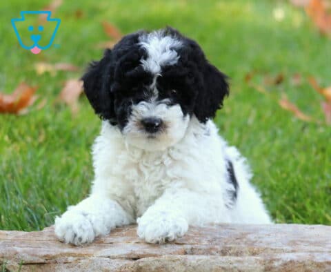 William MIni Poodle