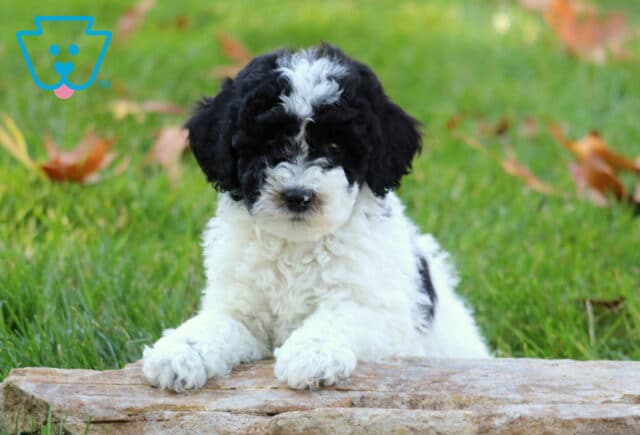 William MIni Poodle image