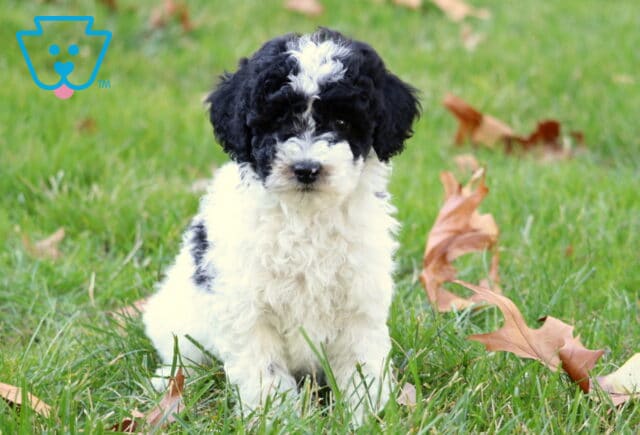 William MIni Poodle2 image