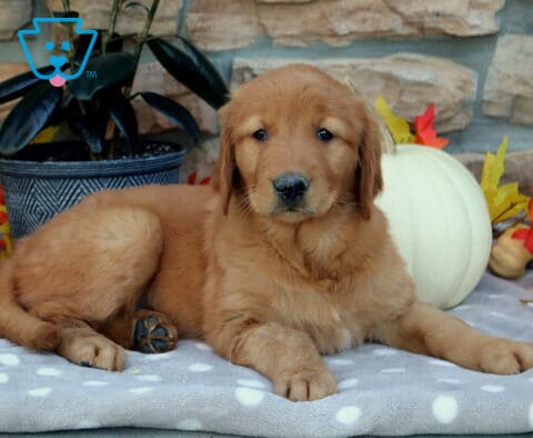 Willow Golden2