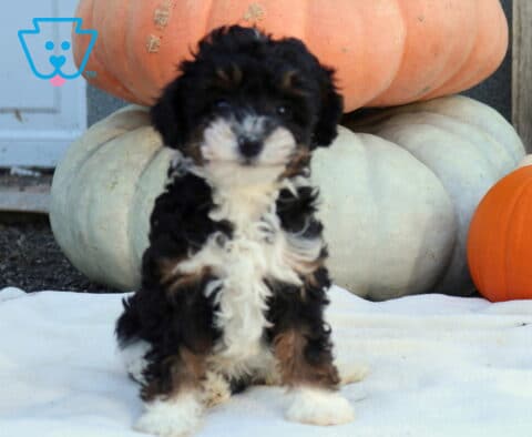 Willow Mini Poodle