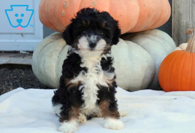 Willow Mini Poodle image