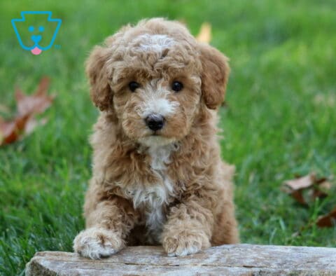 Willow Mini Poodle