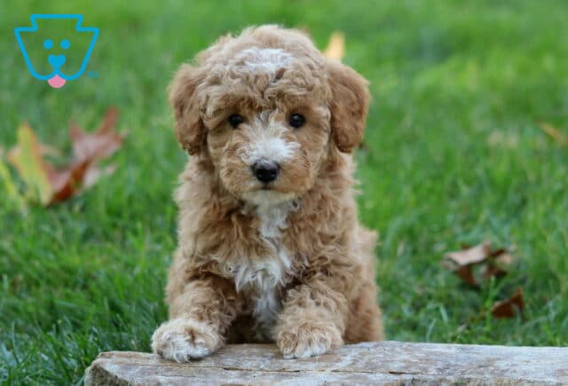 Willow Mini Poodle image