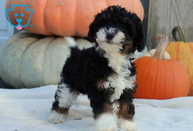 Willow Mini Poodle2 image