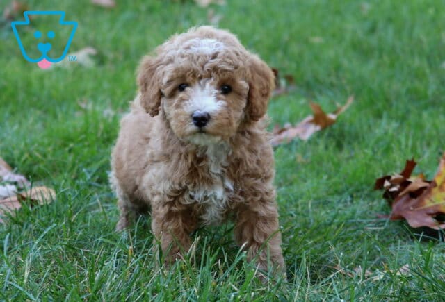 Willow Mini Poodle2 image