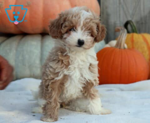 Winnie Mini Poodle