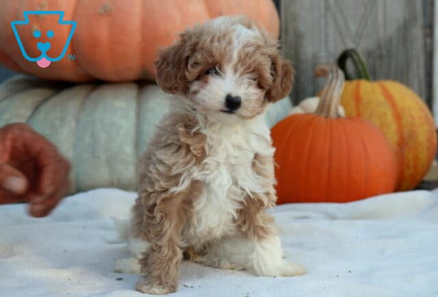 Winnie Mini Poodle image