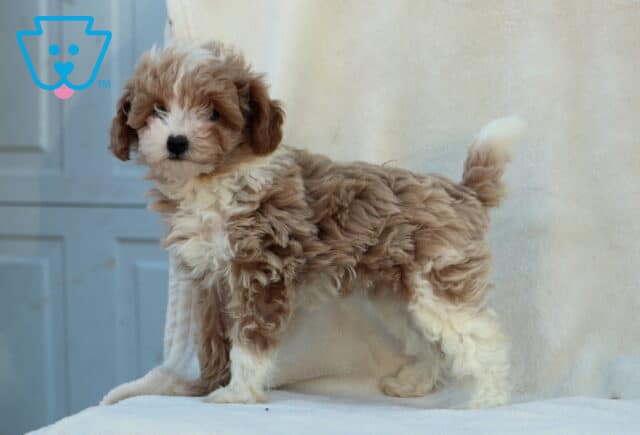 Winnie Mini Poodle2 image