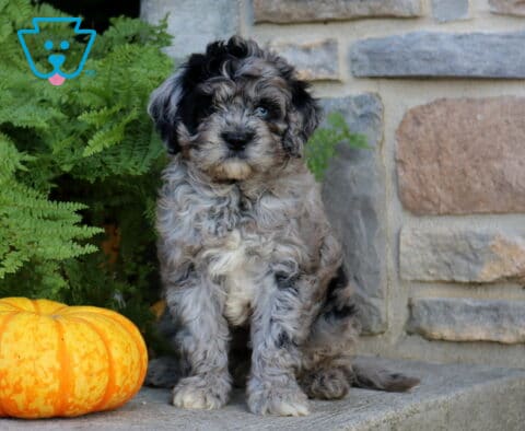 Winston Cavapoo
