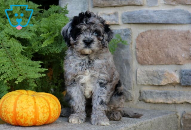 Winston Cavapoo image