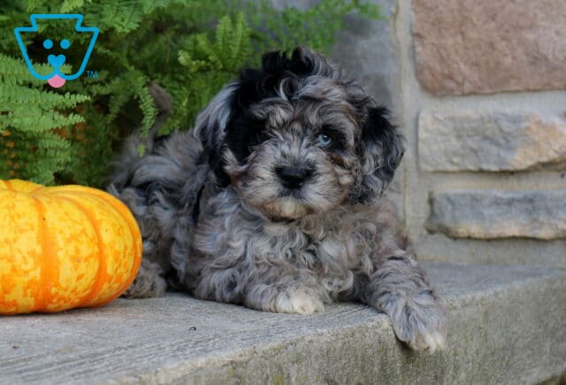Winston Cavapoo2 image