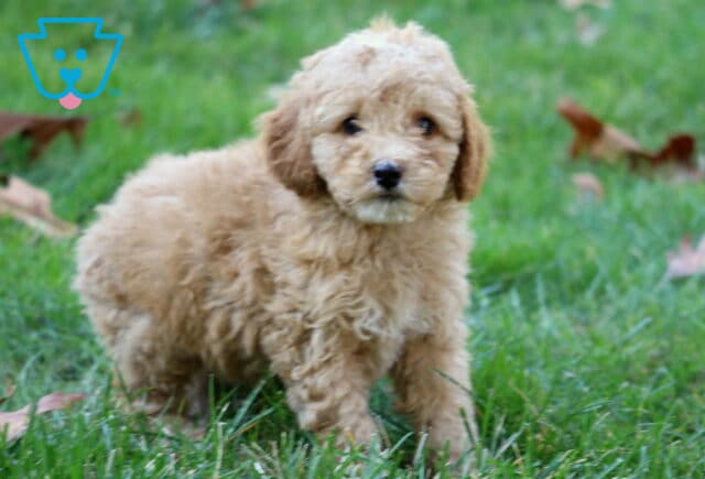 Winston Mini Poodle image