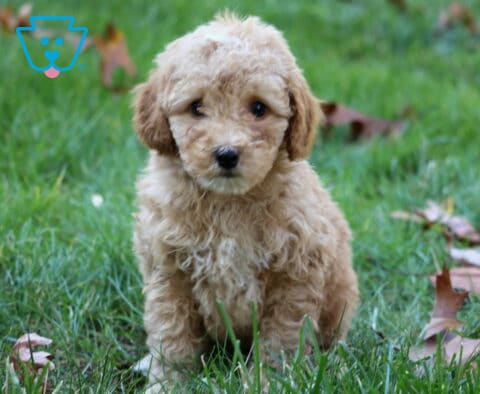 Winston Mini Poodle2