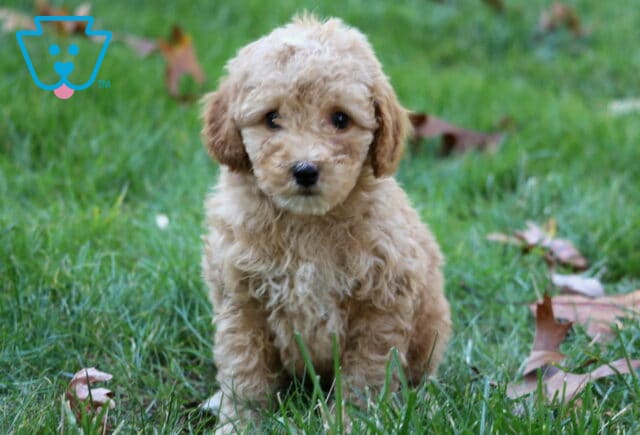 Winston Mini Poodle2 image