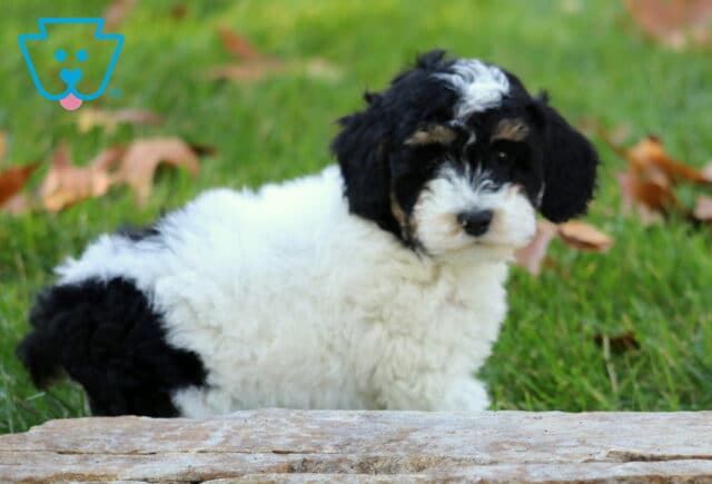 Wishes Mini Poodle image