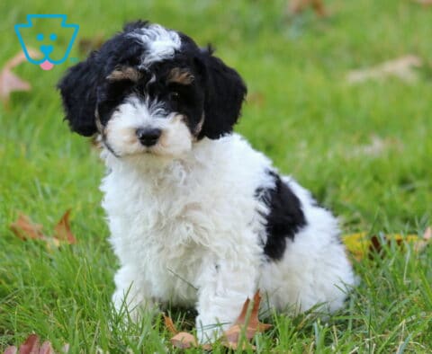 Wishes Mini Poodle2