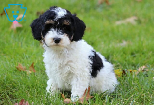 Wishes Mini Poodle2 image