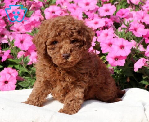 Ziggy Mini Poodle