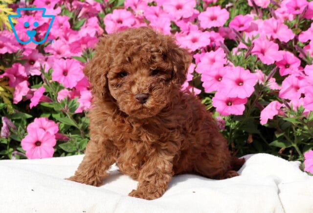 Ziggy Mini Poodle image