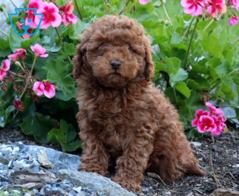 Ziggy Mini Poodle Retake