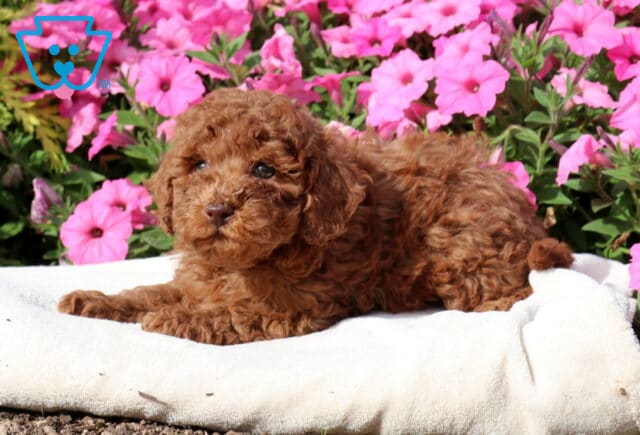 Ziggy Mini Poodle2 image