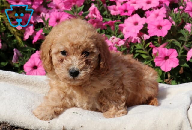 Zipper Mini Poodle image