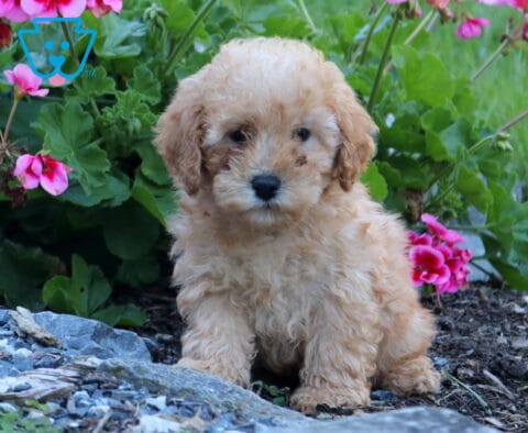 Zipper Mini Poodle Retake