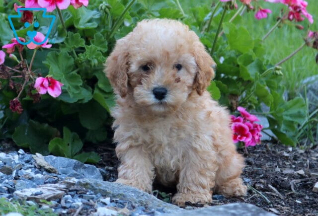 Zipper, an adorable apricot Mini Poodle puppy with a fluffy, curly coat, floppy ears, and dark eyes, sitting in a garden surrounded by vibrant pink flowers, green foliage, and decorative stones in Manheim, PA. image