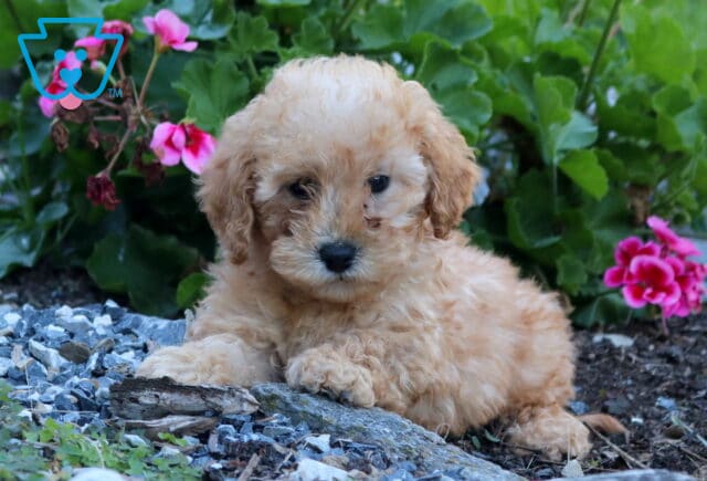 Zipper, a sweet apricot Mini Poodle puppy with soft, curly fur and floppy ears, lying comfortably in a flower garden with his tiny paws resting on a stone border, surrounded by pink blossoms and lush greenery in Manheim, PA. image